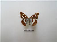 藏品(棕黑線蛺蝶)的圖片